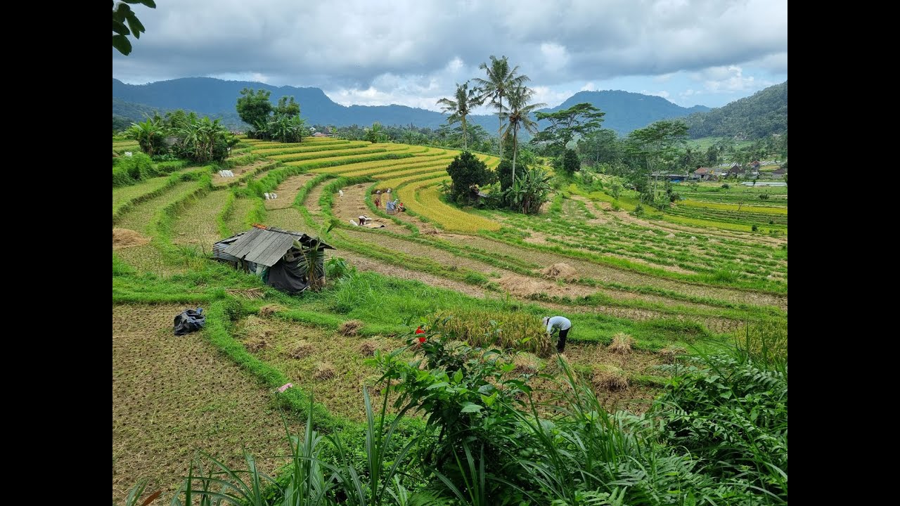 Bali Travel Highlights 2024