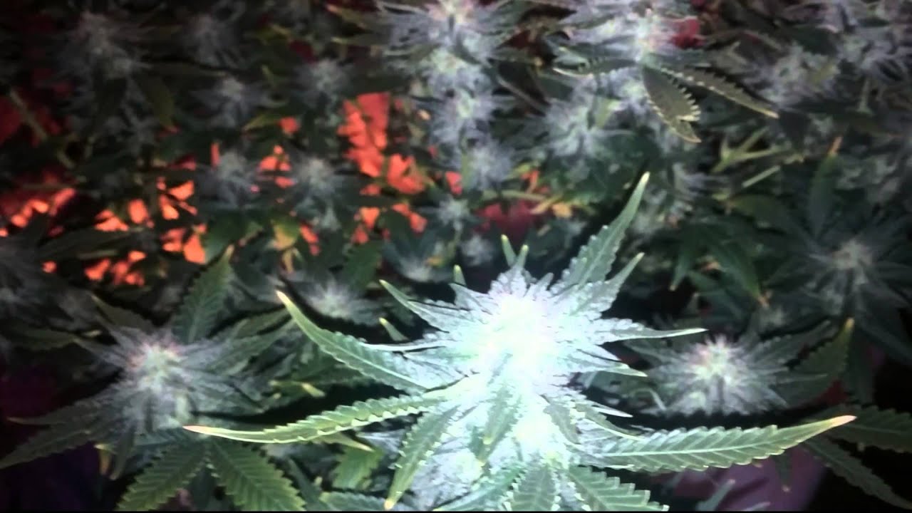 White widow day 35 flowering