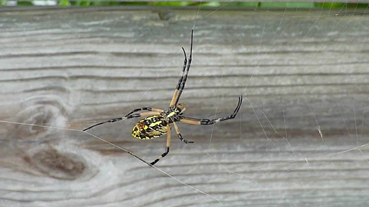 The writing Spider