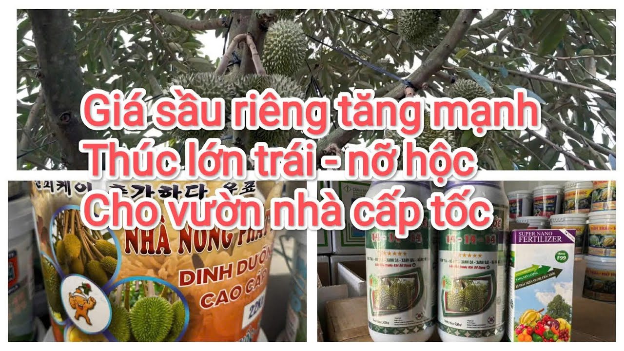 Thúc lớn trái nỡ hộc mạnh cho trái nặng ký 70-80 ngày 