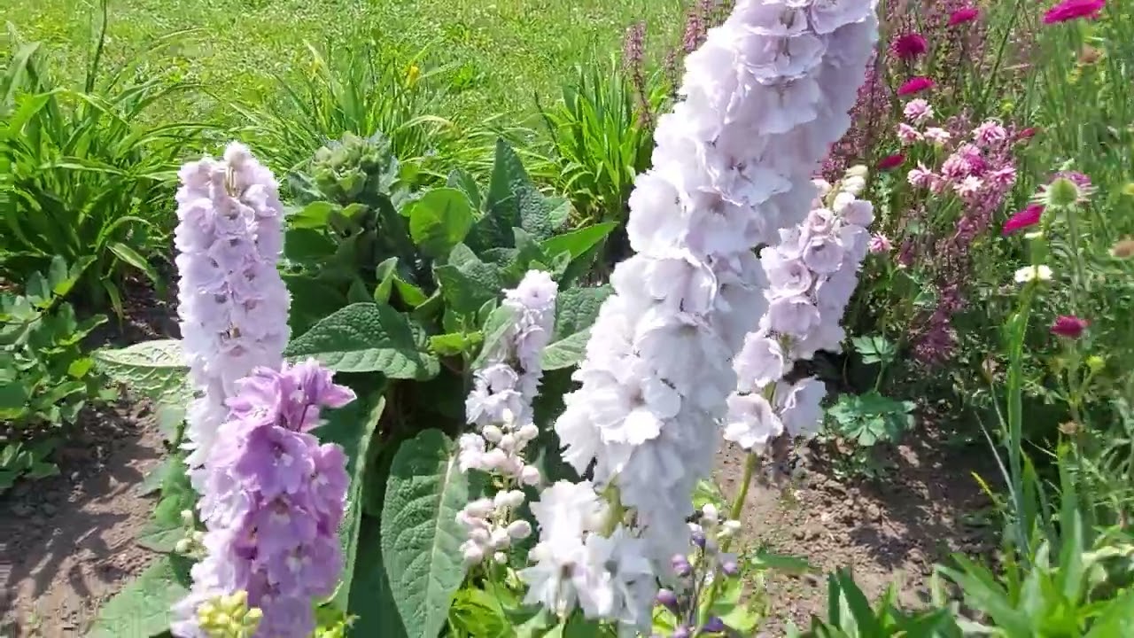 13#Spacer 🥰  Aucuba japonica 'Variegata' ,ostróżka na niektórych nazwach idzie sobie język połamać 🙉