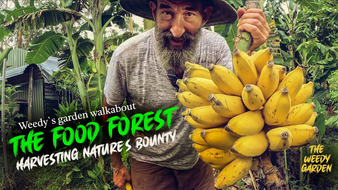 The Food Forest: A Guide to Harvesting Nature’s Bounty | Harvesting from Your Food Forest