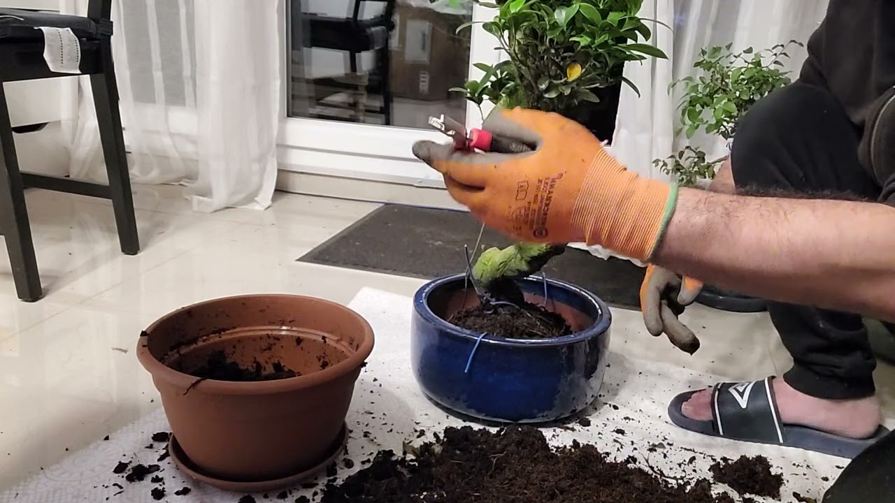 suite rempotage ficus