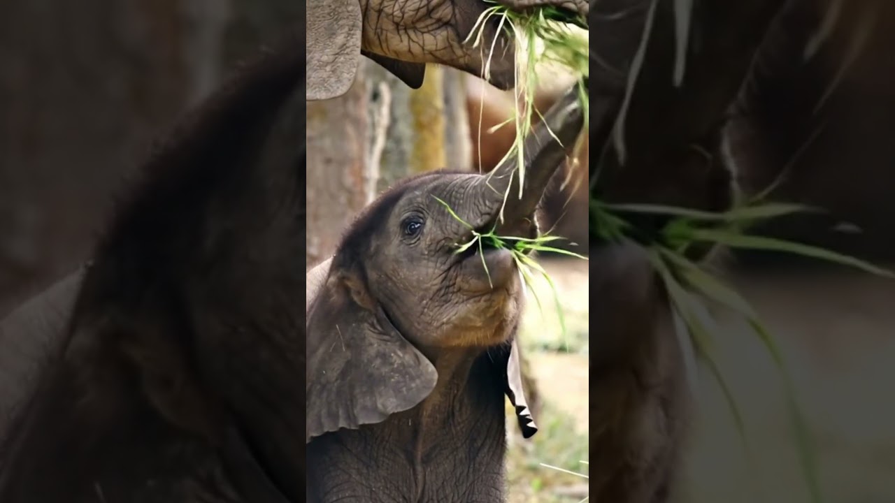 baby elephant nuzzles mother | touching wildlife shorts #elephant #wildlife #nature #wildlifevideos