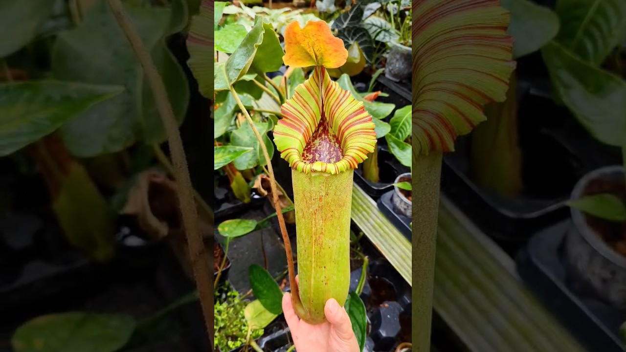 Diese Pflanze k&ouml;nnte M&auml;use fressen 😅 - #Nepenthes truncata