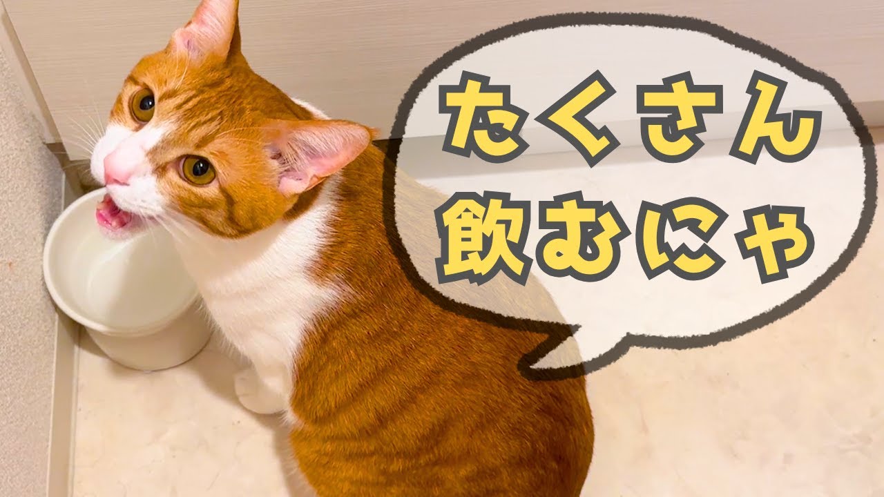 甘えん坊猫の健康管理｜便秘対策と水分ケアの1日