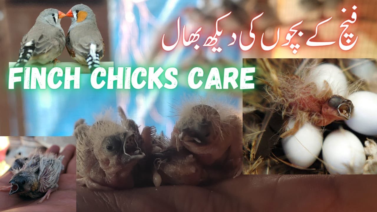 Finch Chicks Food & Care Tips | Finches Breeding Tips | Diamond Dove Urr Gae