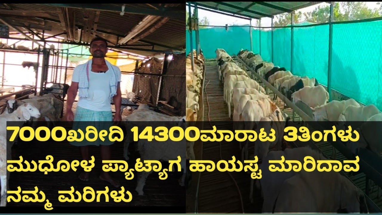  ಮುಧೋಳ ಪ್ಯಾಟ್ಯಾಗ ಹಾಯಸ್ಟ ಮಾರಿದಾವರೀ ನಮ್ಮ ಮರಿಗಳು 7000ತಂದಿದ್ದು 14300ಮಾರಾಟ 3ತಿಂಗಳು#sheepforming 