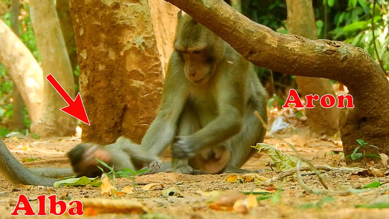 What gangster monkey Aron doing on baby Alba?