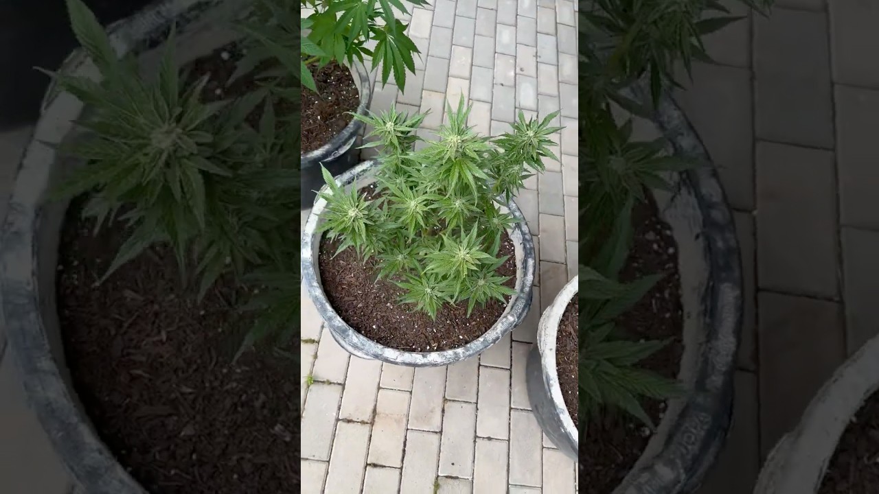 Out little garden 🪴 #420 #keepitsimple #grow #outdoor #beautiful #plants #cannabiscommunity #weed
