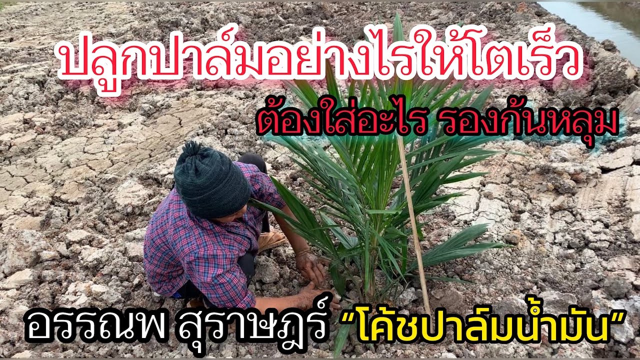 ปลูกปาล์มอย่างไรให้โตเร็ว ต้องใส่อะไรรองก้นหลุม
