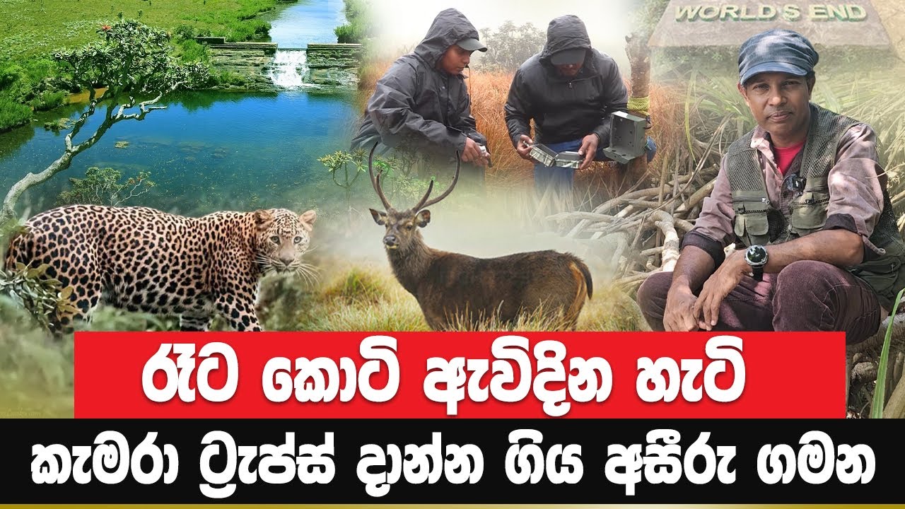 රෑට කොටි ඇවිදින හැටි | කැමරා ට්‍රැෆ්ස් දාන්න ගිය අසීරු ගමන