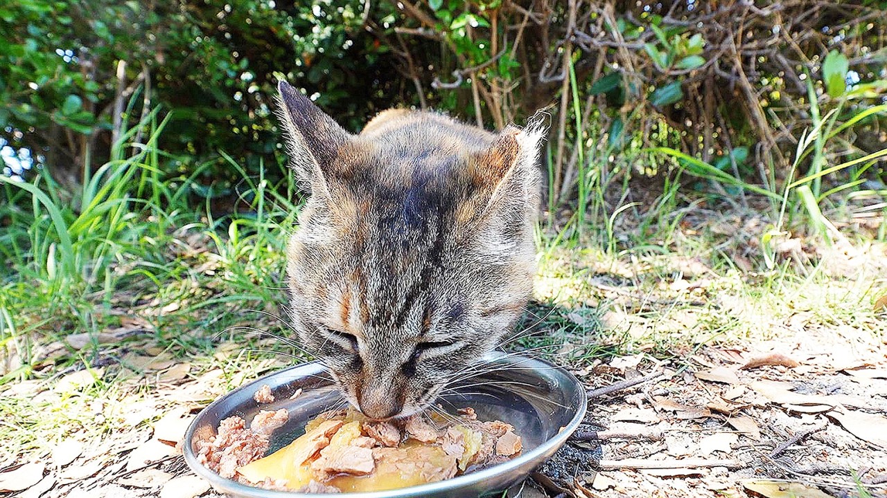 ご飯をもっていくと空腹な猫たちがぞくぞくと出てきた・・・
