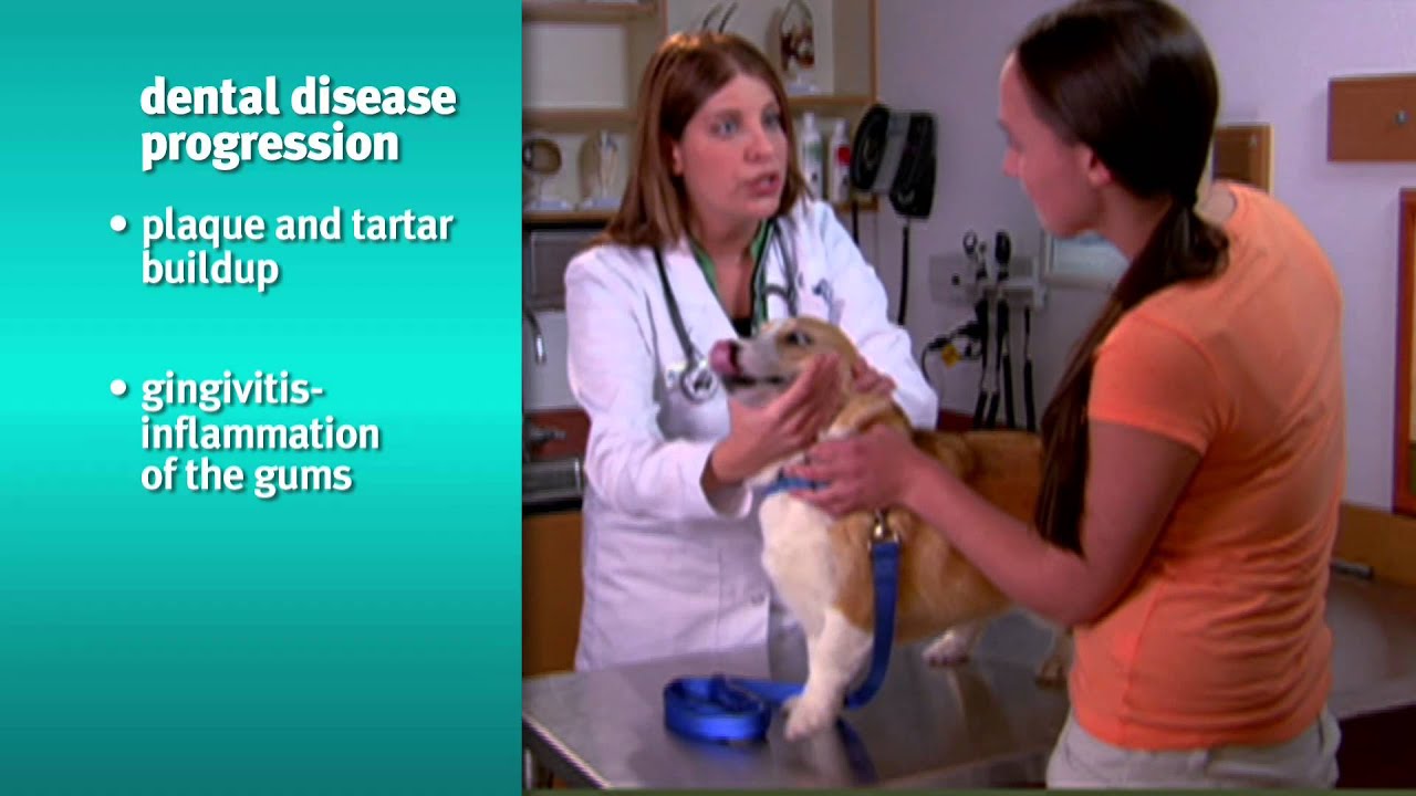 Banfield Pet Hospital - Risks and Signs of Dental Disease in Dogs and Cats