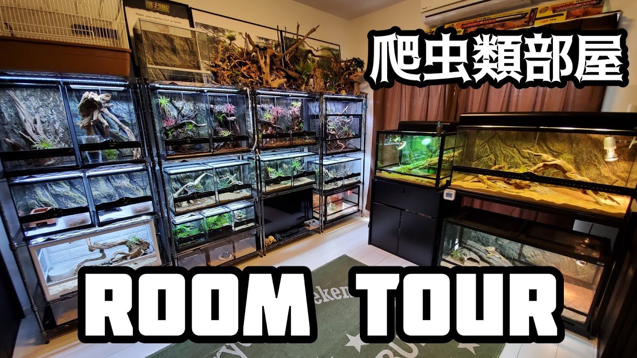 【ルームツアー】癒しの爬虫類部屋を紹介します！！