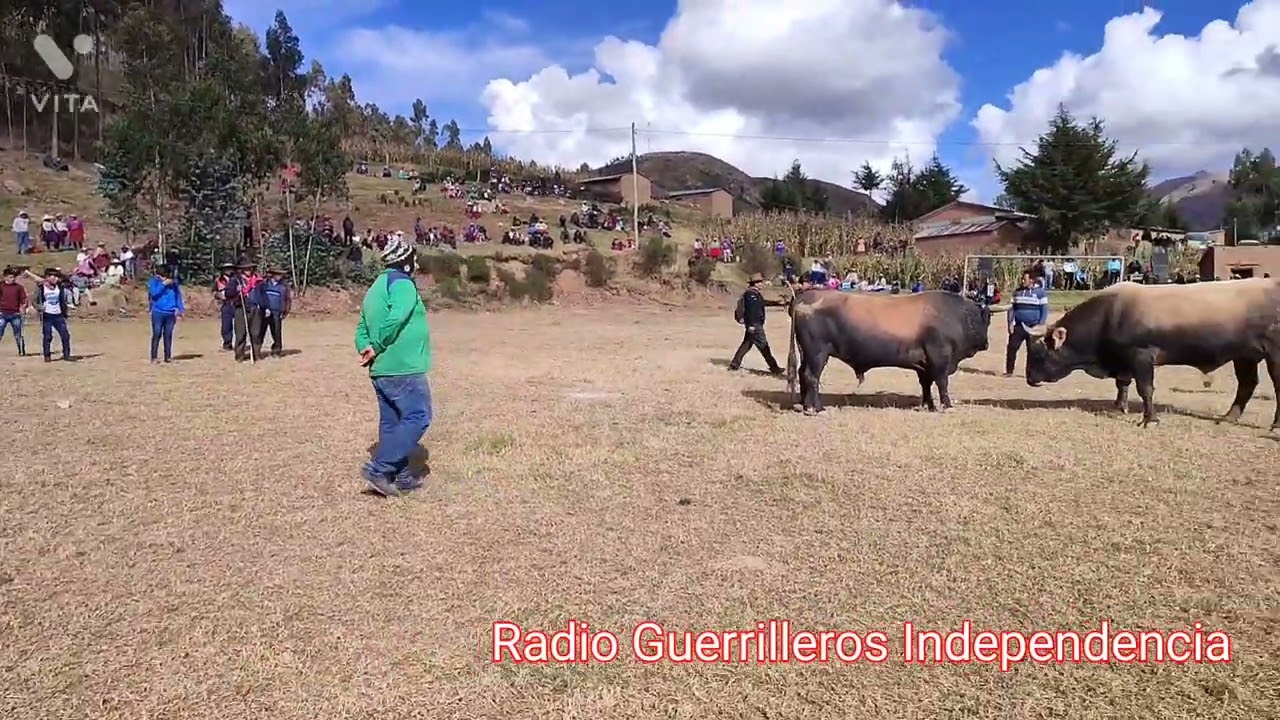 Toro Tonku en Canari  2022