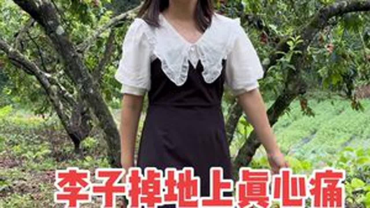 公公婆婆种的李子大丰收，一万多斤即将烂在地里，媳妇看着就心痛 #我的乡村生活 #自家果园 #李子 #果农不易