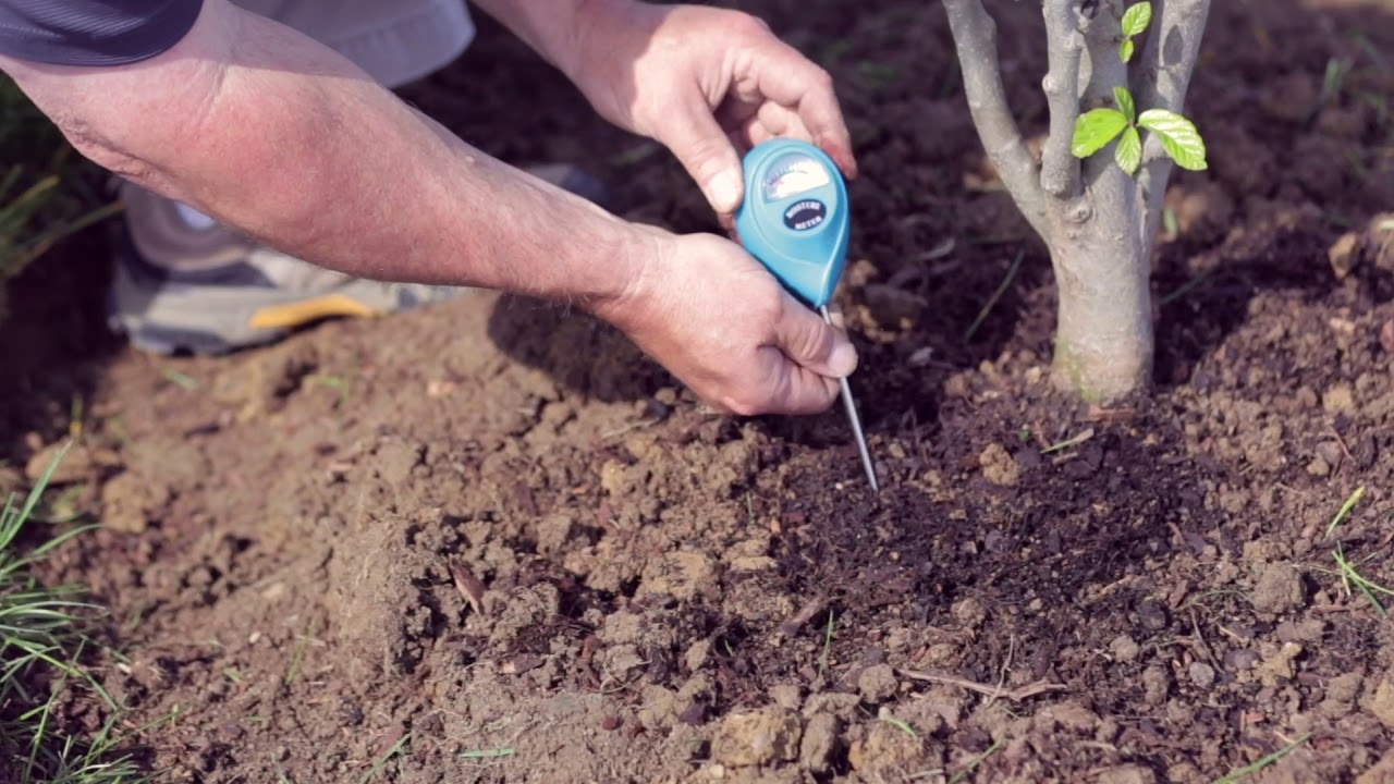 How to Water Your New Trees