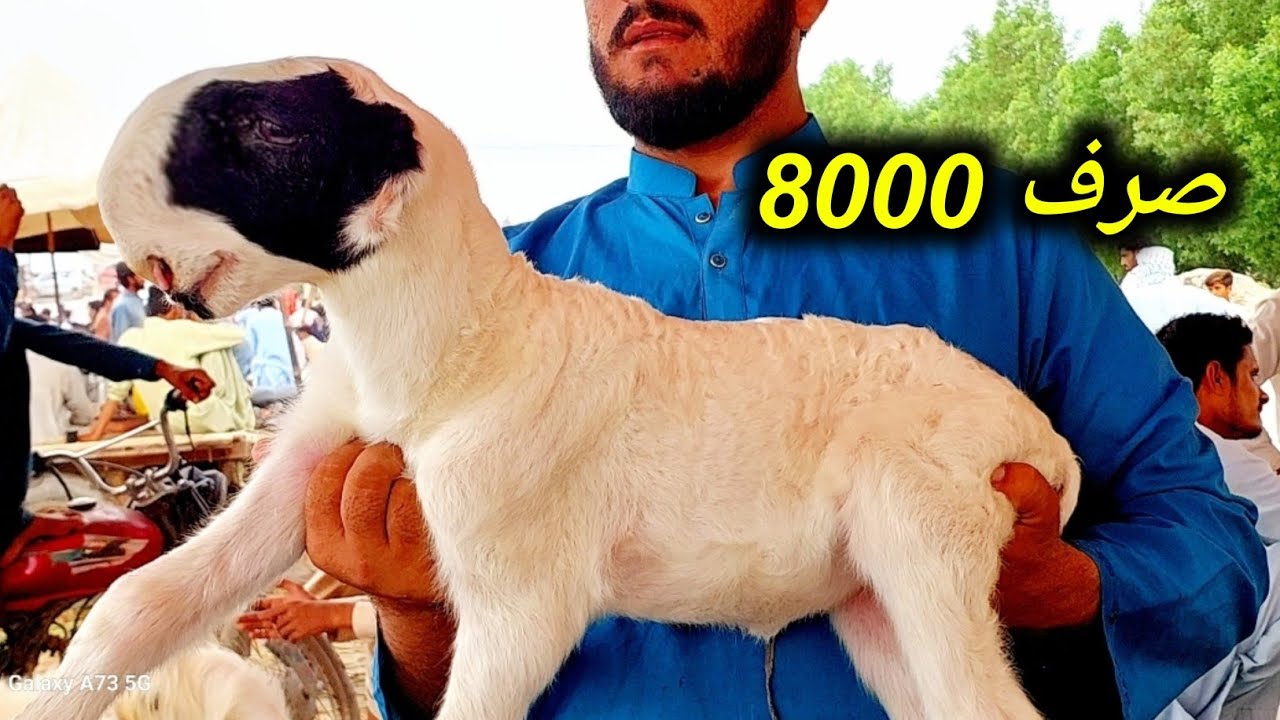 Mundra chatra mandi 2024 Dera Ghazi Khan  03314765253