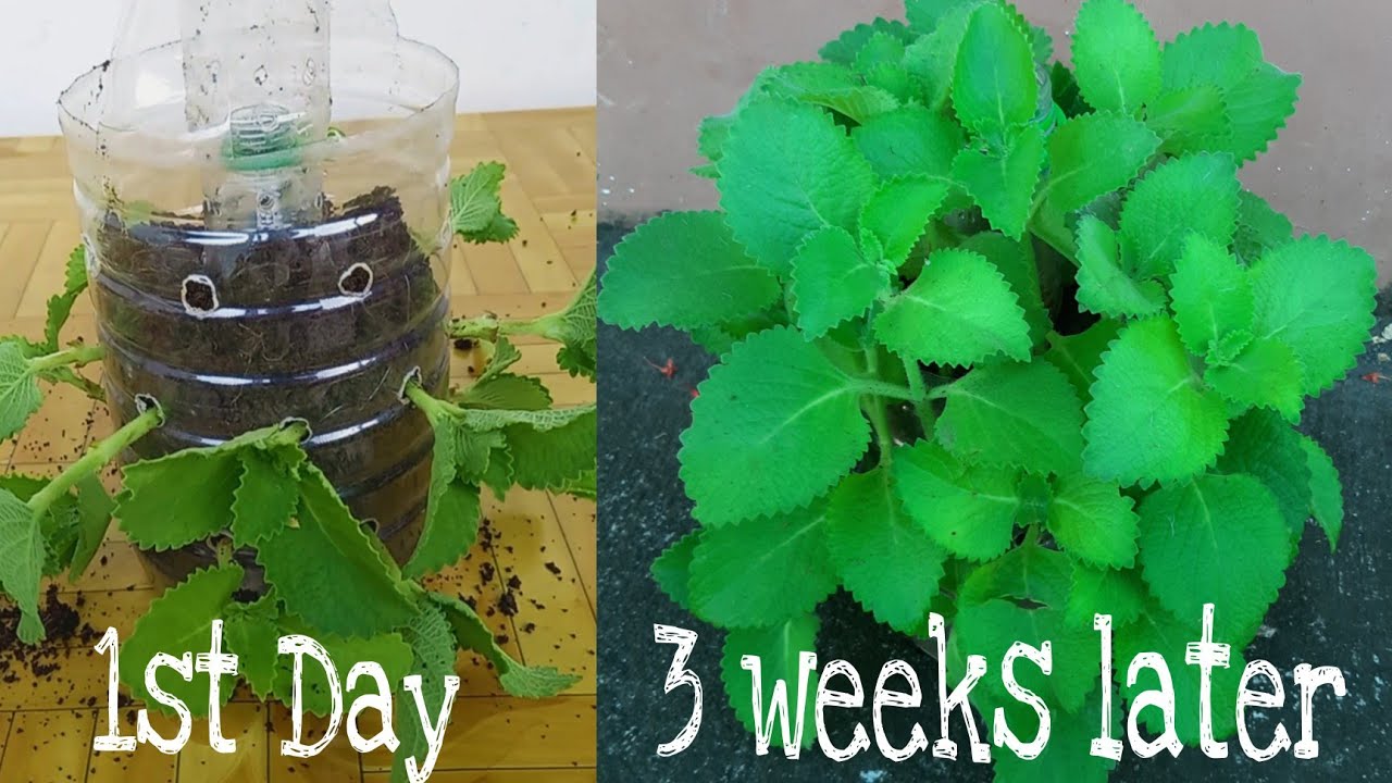 GROWING OREGANO IN PLASTIC BOTTLE- AMAZING MINT AND HERB