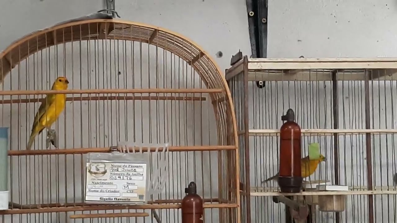 como aprontar fêmea de canario da terra e tirar filhotes