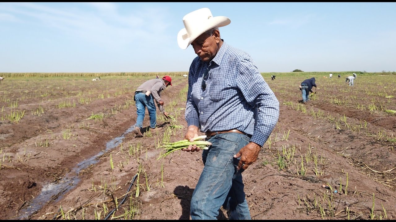 Cosechando esparrago en Sinaloa 2023