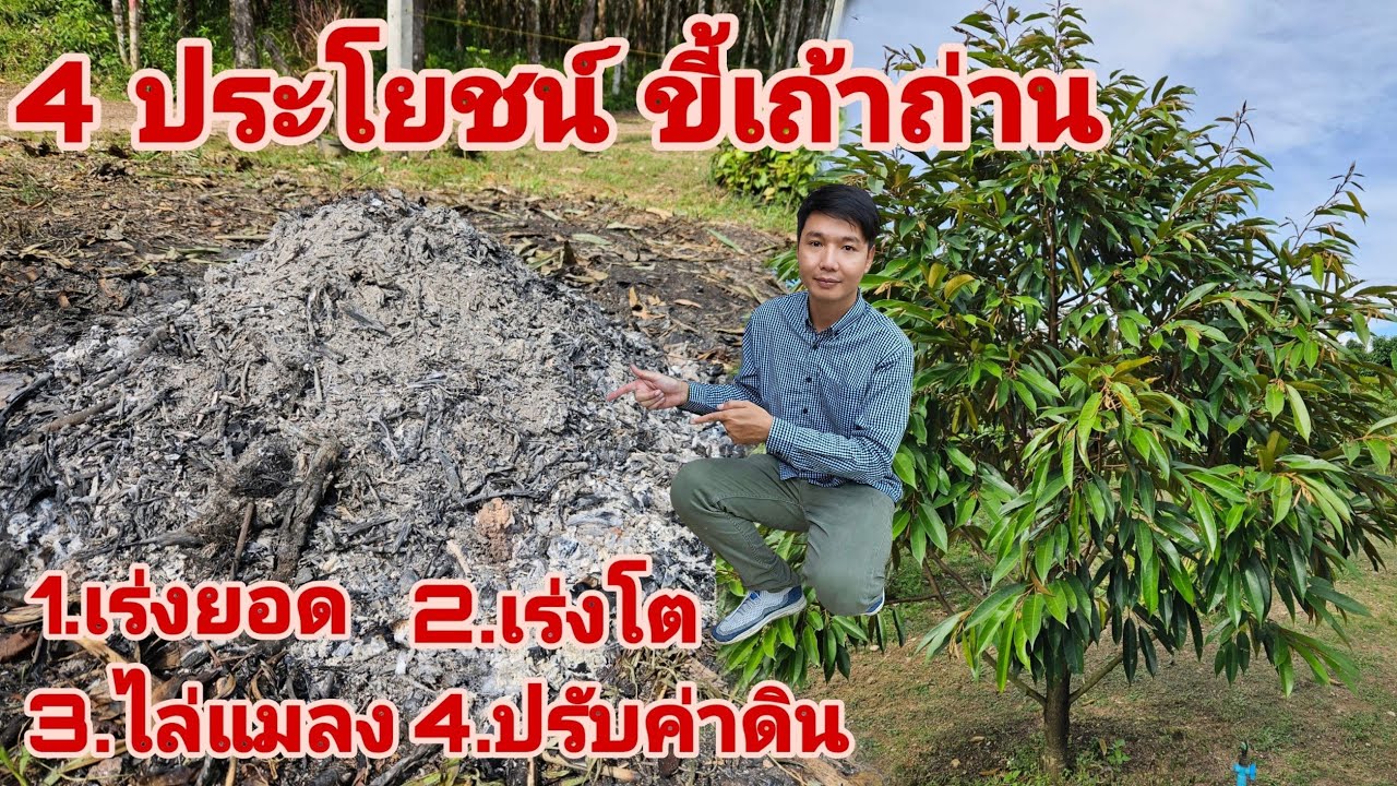 แนะนำ​ ขี้เถ้าถ่าน​ช่วยให้ ปลูกทุเรียน​ ต้นไม้​ ผืชผลทุกชนิดโตไว วิธีใช้ 4 ประโยชน์ขี้เถ้าถ่าน