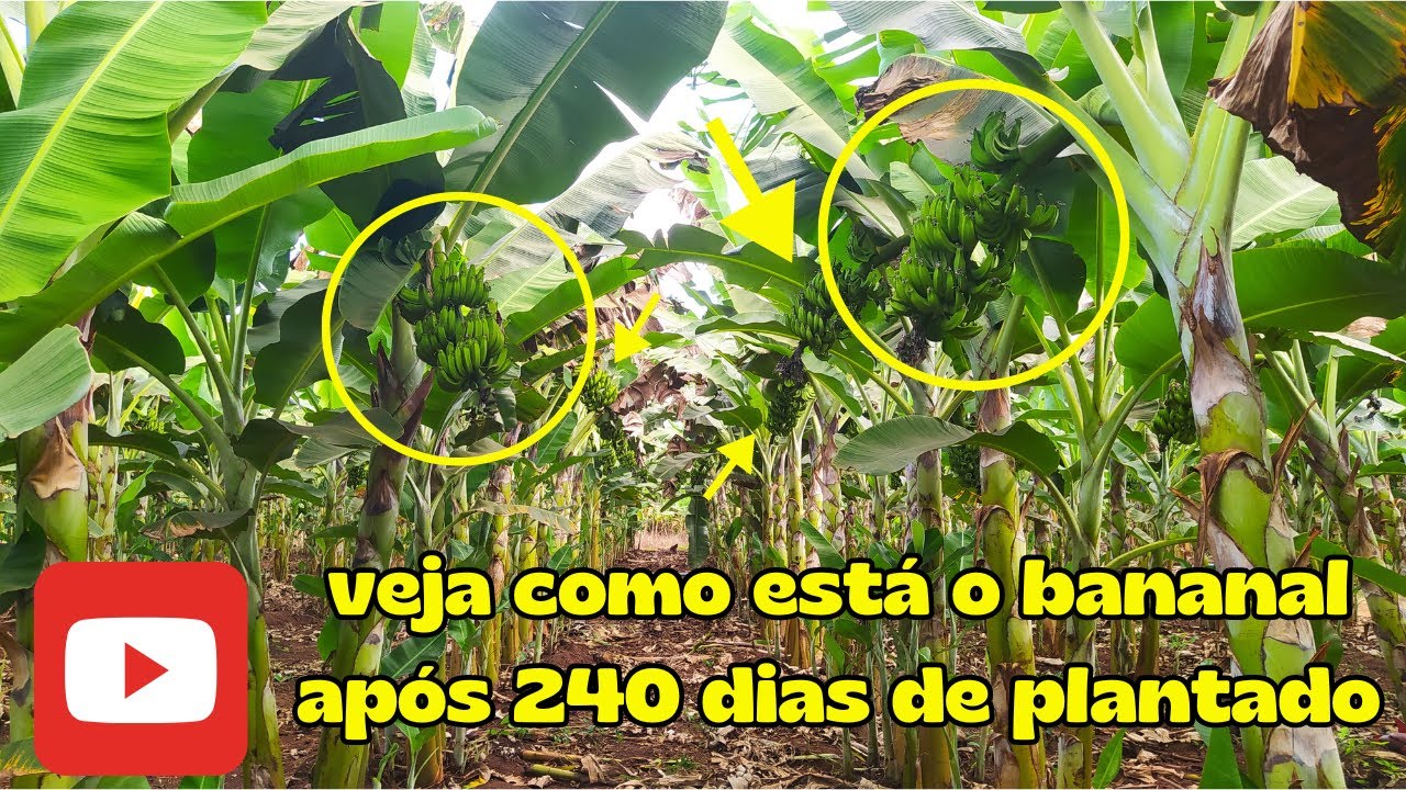 banana prata Catarina após 240 dias de plantada