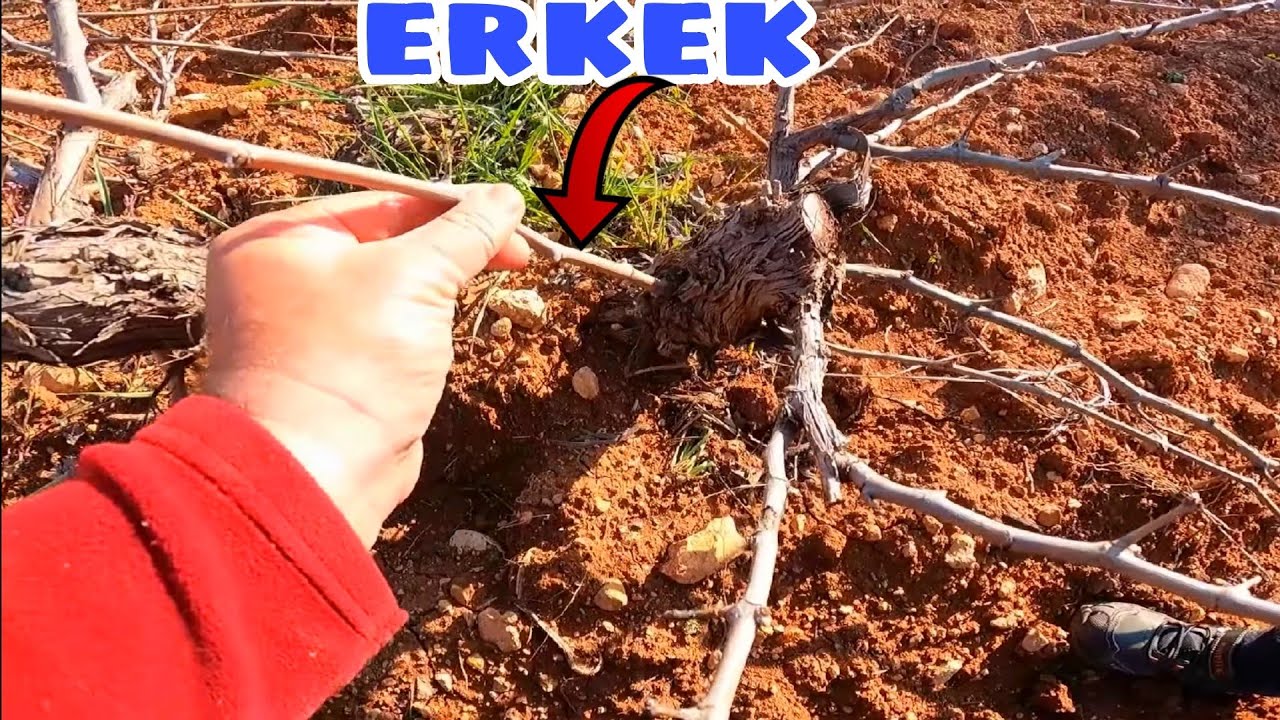 ZAYIF (İHTİYAR) BAĞ BUDAMASI ve GERÇEK ERKEK DİŞİ ÇUBUK AYRIMI...
