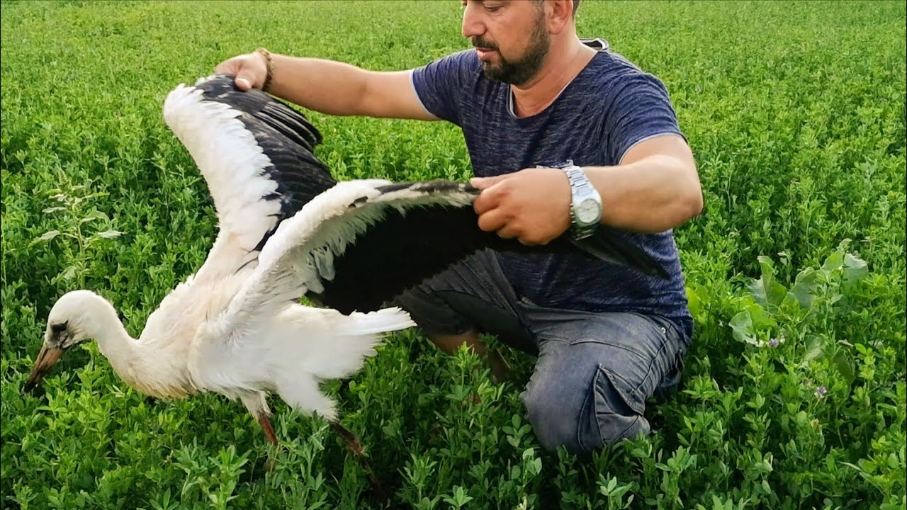Yuvadan düşen yavru Leylek