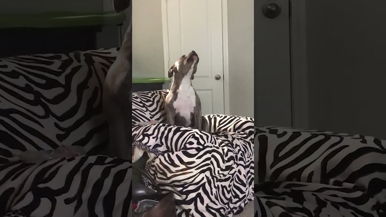 Tank the American Bully sings to his favorite country tune...Tennessee Whiskey
