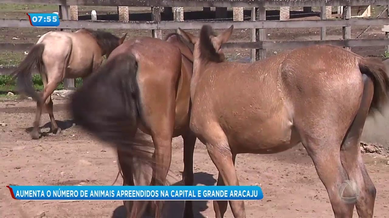 Grande Aracaju registra alto número de animais apreendidos- Balanço Geral Manhã