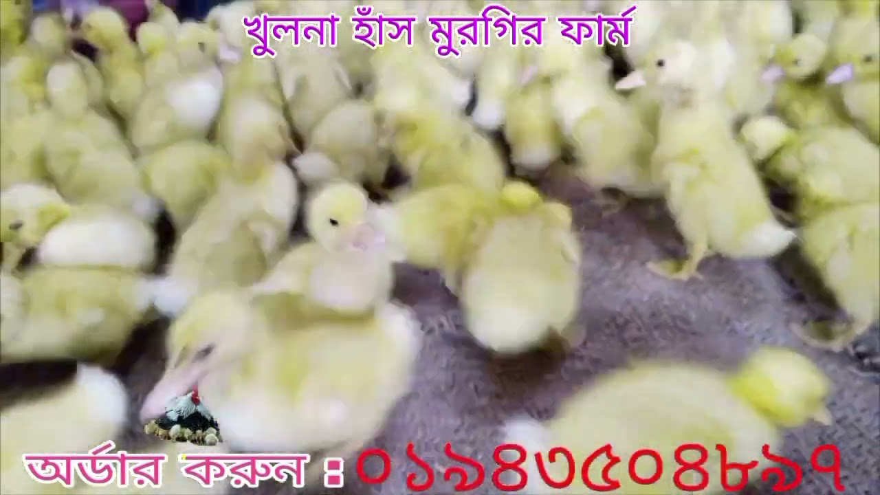 উন্নত মানের হাঁস পিকিং স্টার ১৩ #duck# picking star 13# duckfarm #duckbusiness.