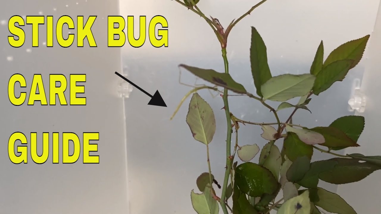 EXOTIC PETS || How to care for stick insects