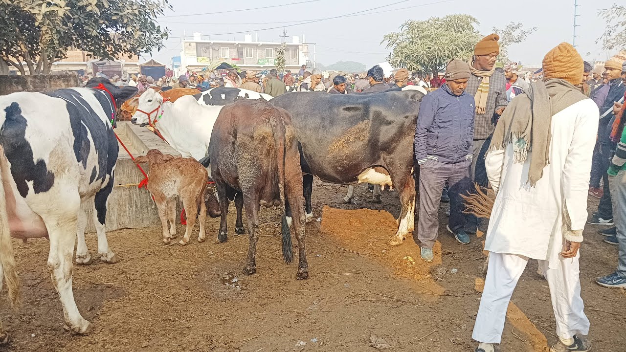 13 जनवरी छपिया पशु मंडी गोरखपुर उत्तर प्रदेश से लाइव वीडियो