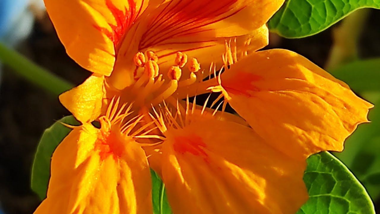 live Plants care tips & fertilizer #viral #livefeed