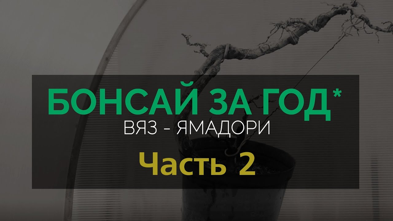 ОХOТА на ЯМАДОРИ. БОНСАЙ за ГОД*. Часть 2  | Yamadori hunting. Elm spp. Part 2