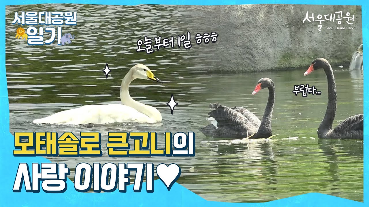 고니요? 제가 아는 물새 중에 최고였어요... '모태솔로' 큰고니의 사랑이야기ㅣ서울대공원 일기