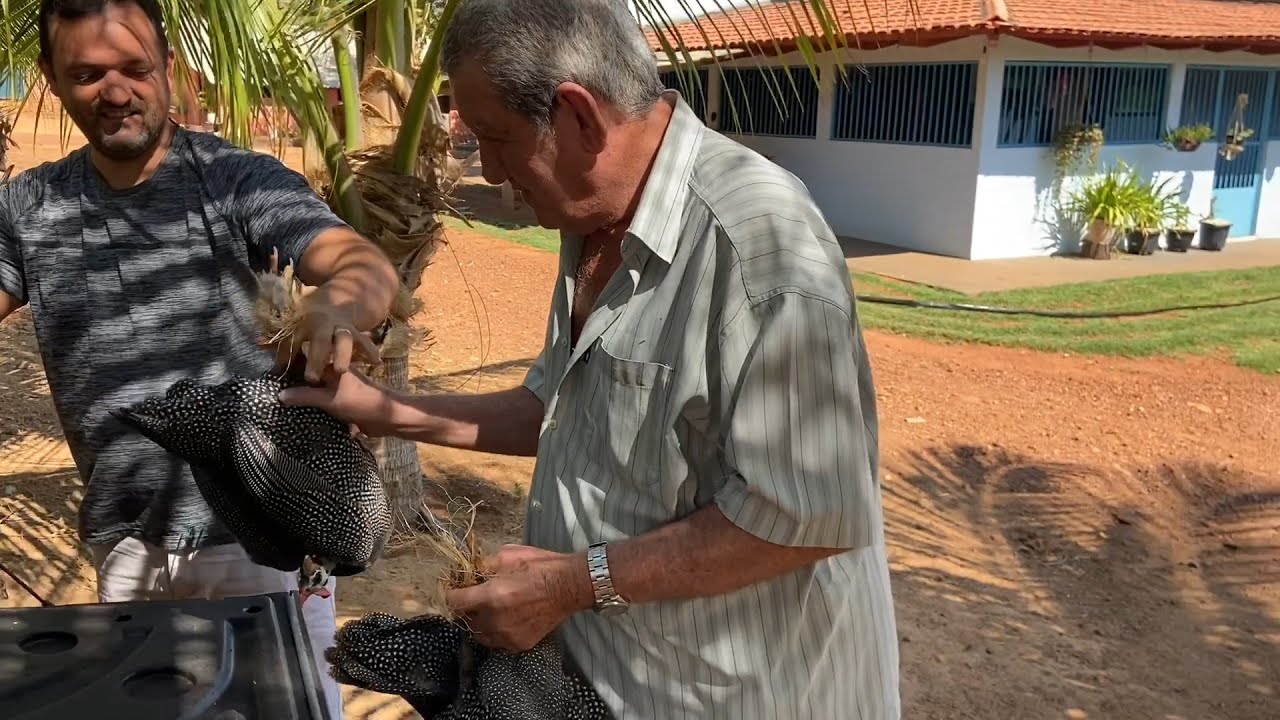 PRESENTE DA ROÇA PARA MEU SOGRO - EDMILSON ADORNO