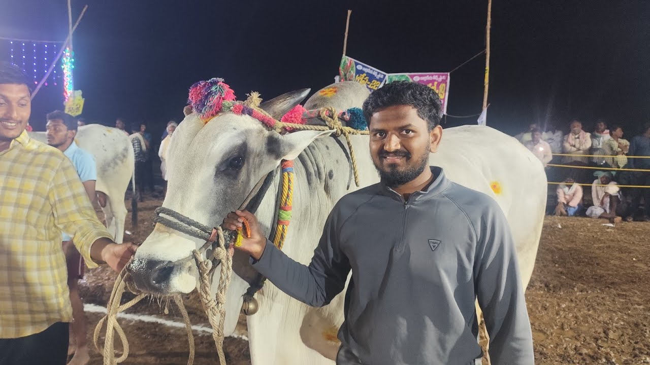మాచవరం న్యూ కేటగిరి 8 వ జత PSNK&PSC BULLS  పుచ్చకాయల శేషాద్రి చౌదరి గారు (
