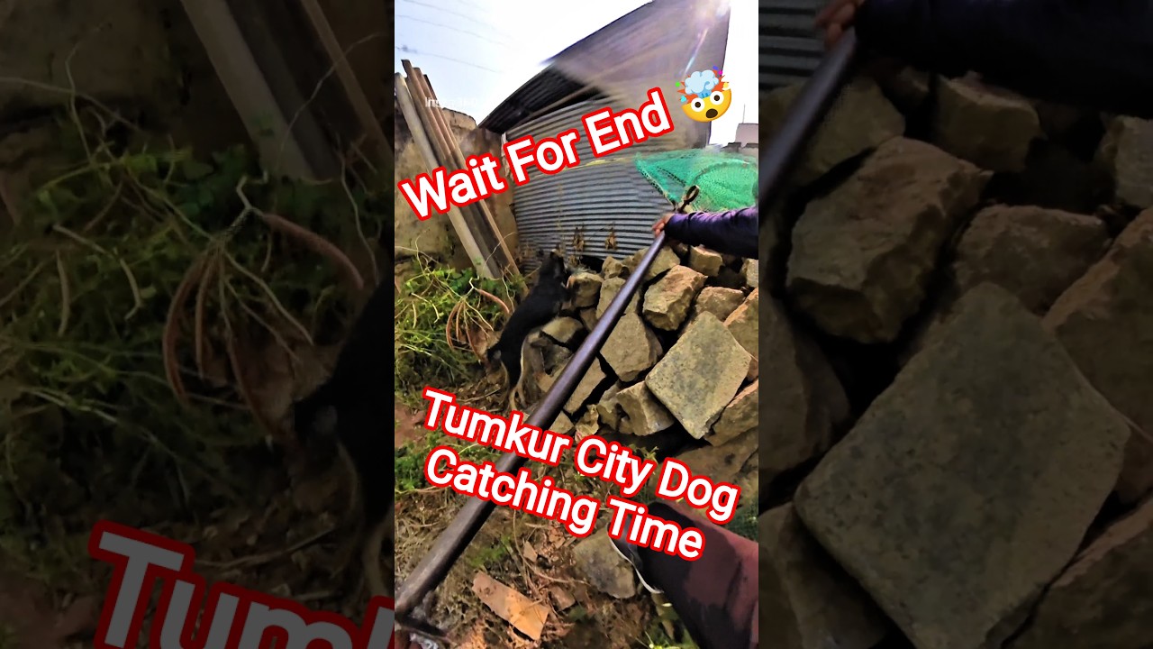 Tumkur City Dog Catching Time #dog #dogwithpublicsafety #tumkur #ytviral #pets #dogshorts #shorts