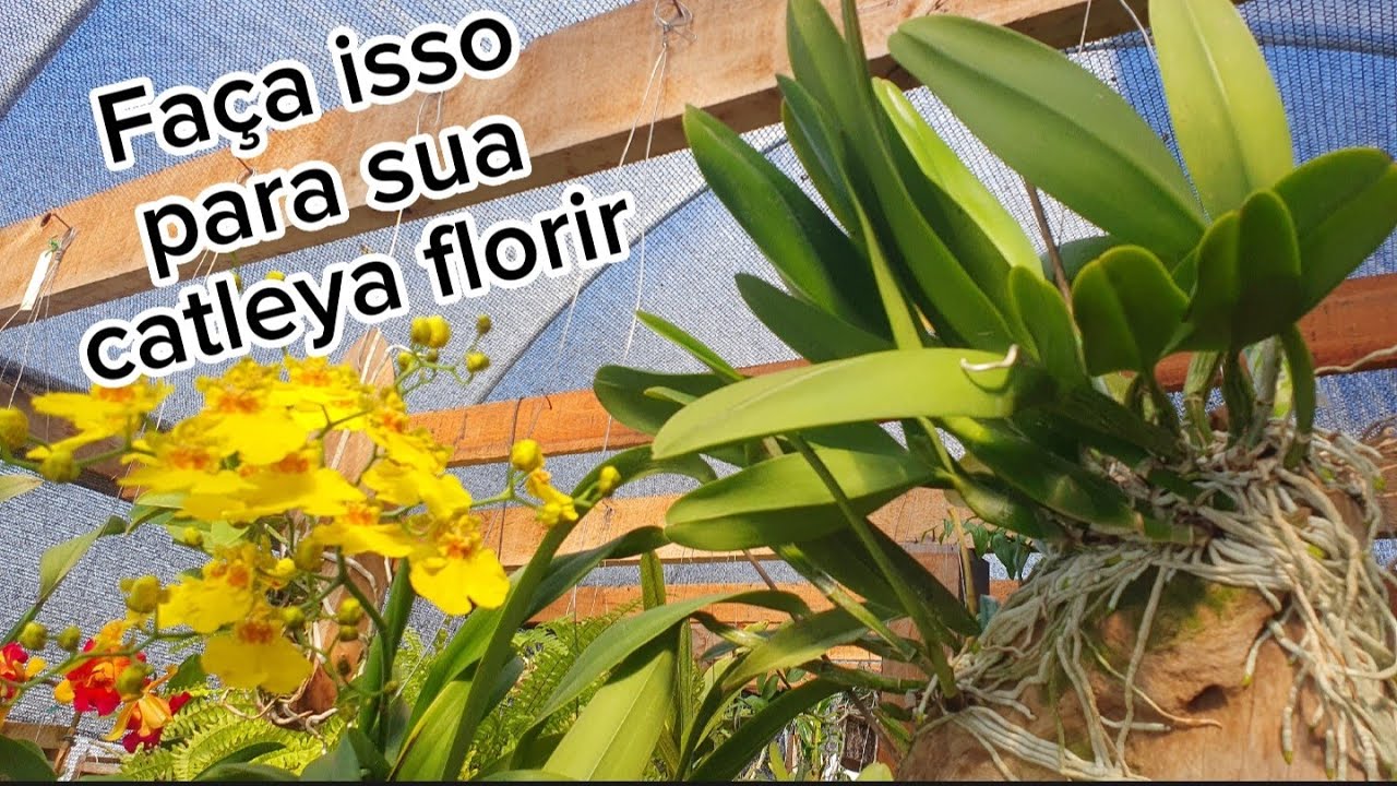 Fiz isso na minha orquidea para ela florir!💖🌼💐🌺💜#felizdiadasmães#orquideas #adubação #iluminação