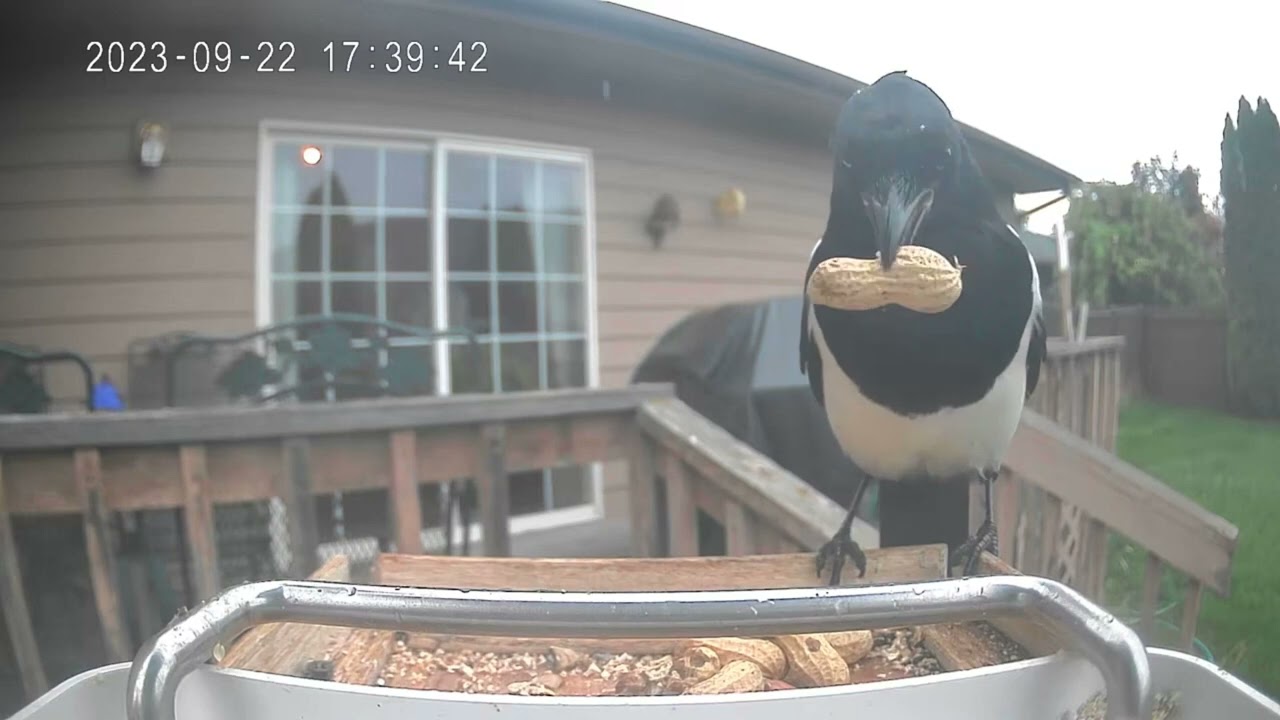 A Magpie And Blue Jays Butting Heads