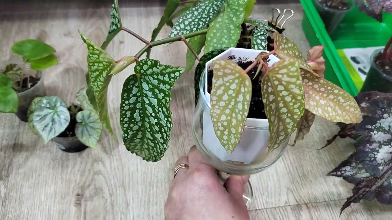 Бегонии🌿Я на стороне покупателя.