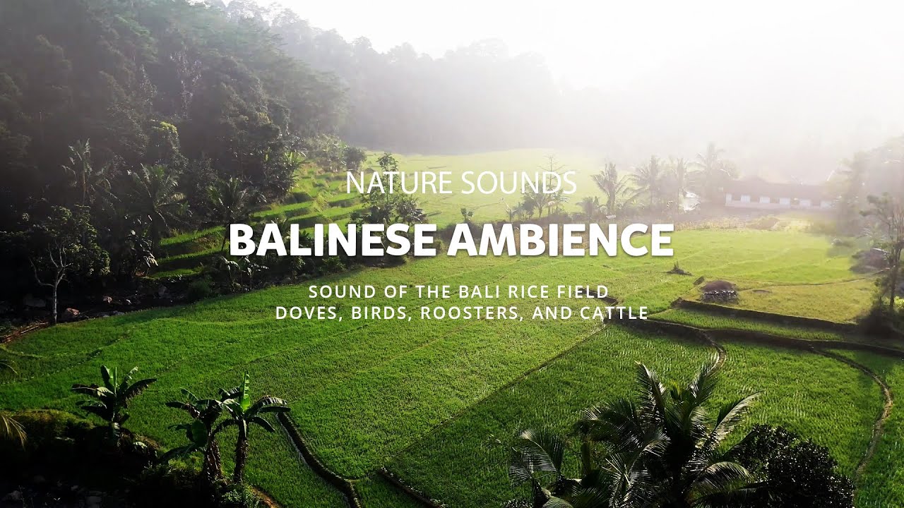 Nature Sounds | Bali View, Ambience  | sound of the Bali rice field | No Copyright Sounds