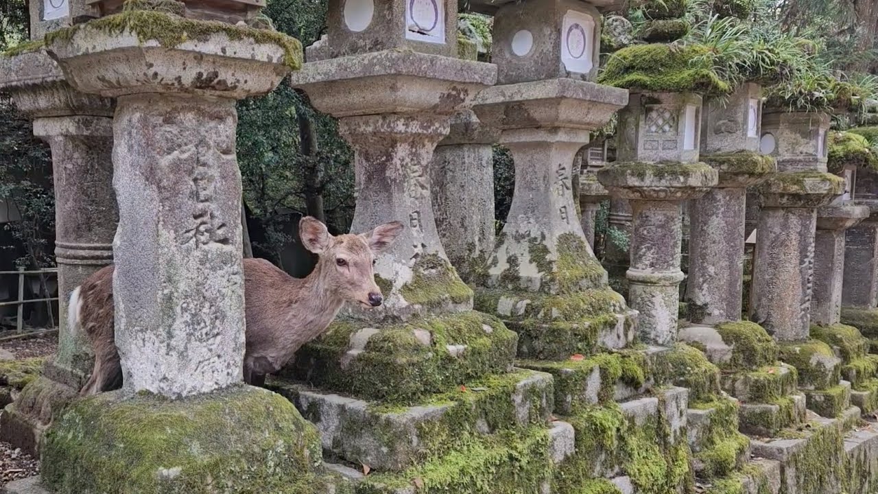 NARA SPRING