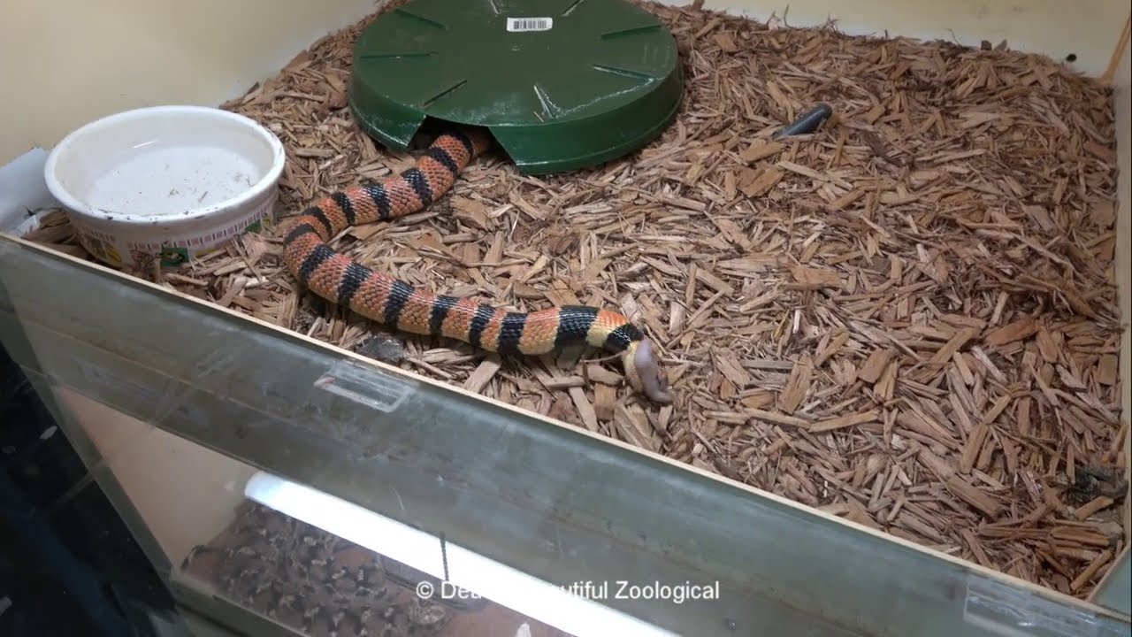 Coral Cobra & Dwarf Water Cobra
