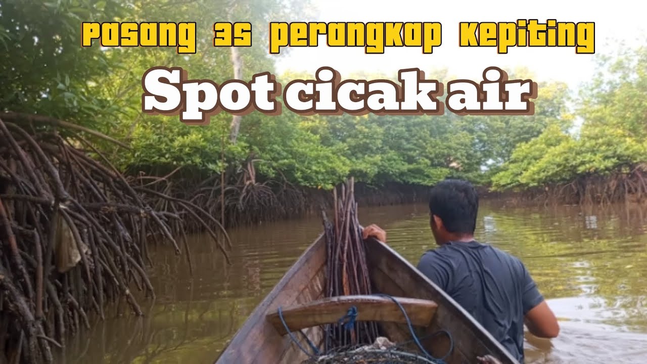 Pasang 35 perangkap kepiting dapat kepiting jumbo 75000 per ekornya | #lovihariyanto