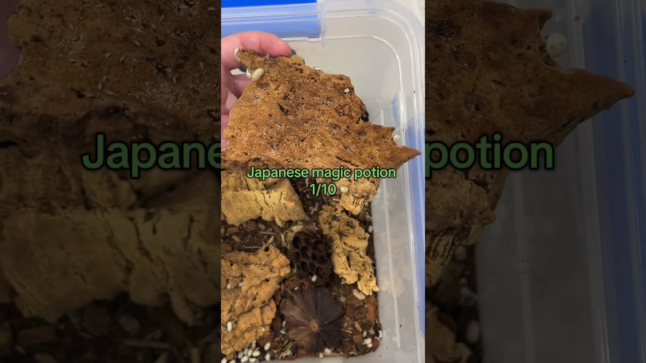 Rating cork flat flips in isopod cultures 