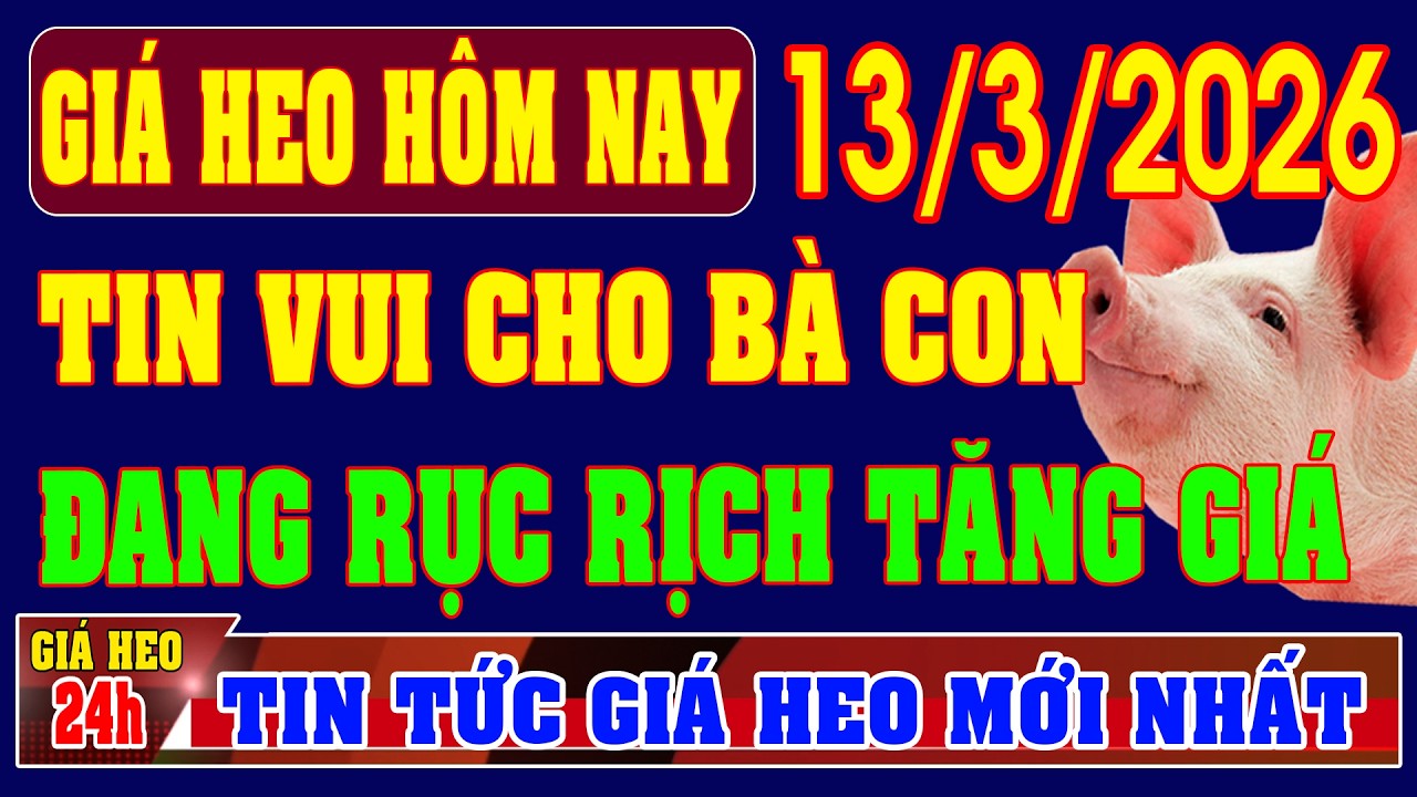 Giá Heo Hơi Ngày 13/3/2026: TIN VUI CHO BÀ CON CHĂN NUÔI, THỊ TRƯỜNG ĐANG RỤC RỊCH TĂNG GIÁ